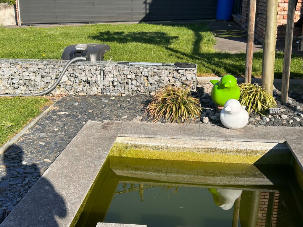 bassin-jardin-moderne-algues-avant-nettoyage-belgique