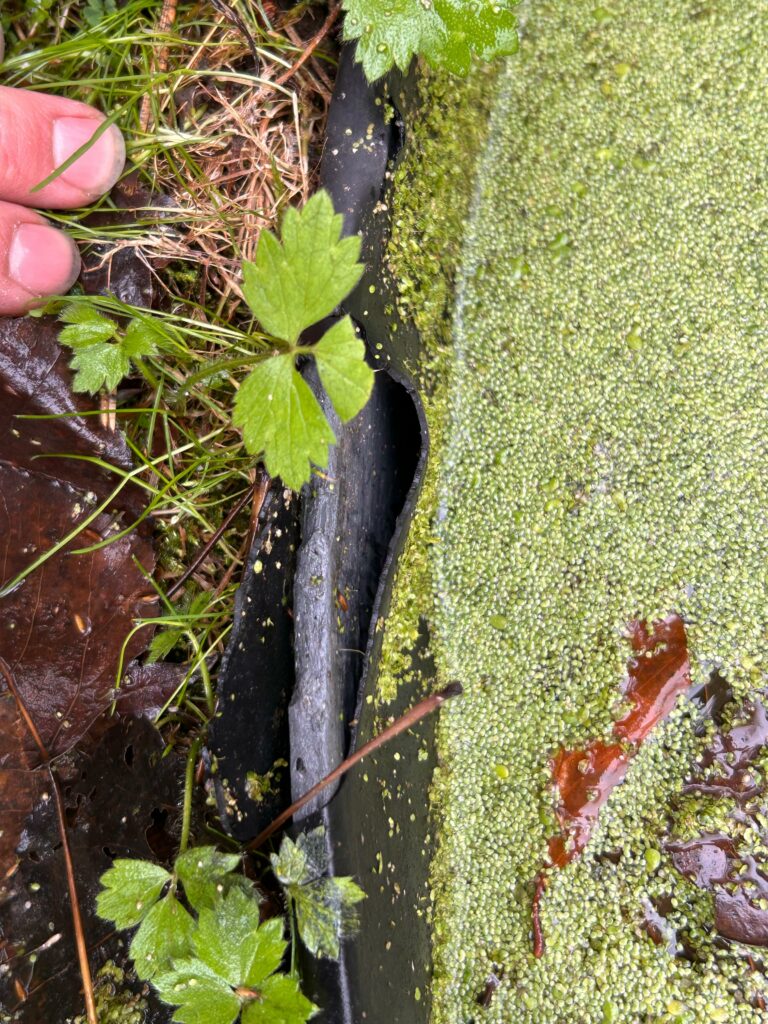 detail-liner-bassin-lentilles-eau-algues-bordure-nettoyage