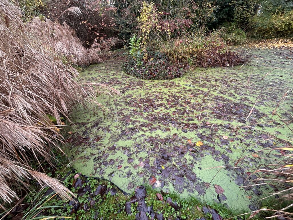 grand-etang-envahi-algues-lentilles-eau-nettoyage-urgent-belgique