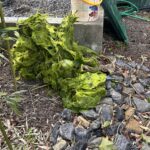 algue filamenteuse étang