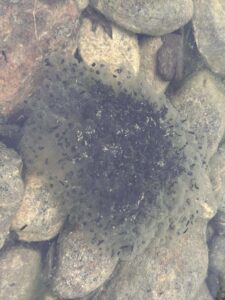 oeufs de grenouille dans un étang